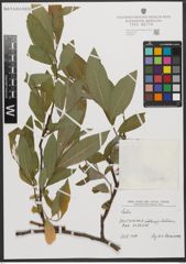 Foto von Salix L.